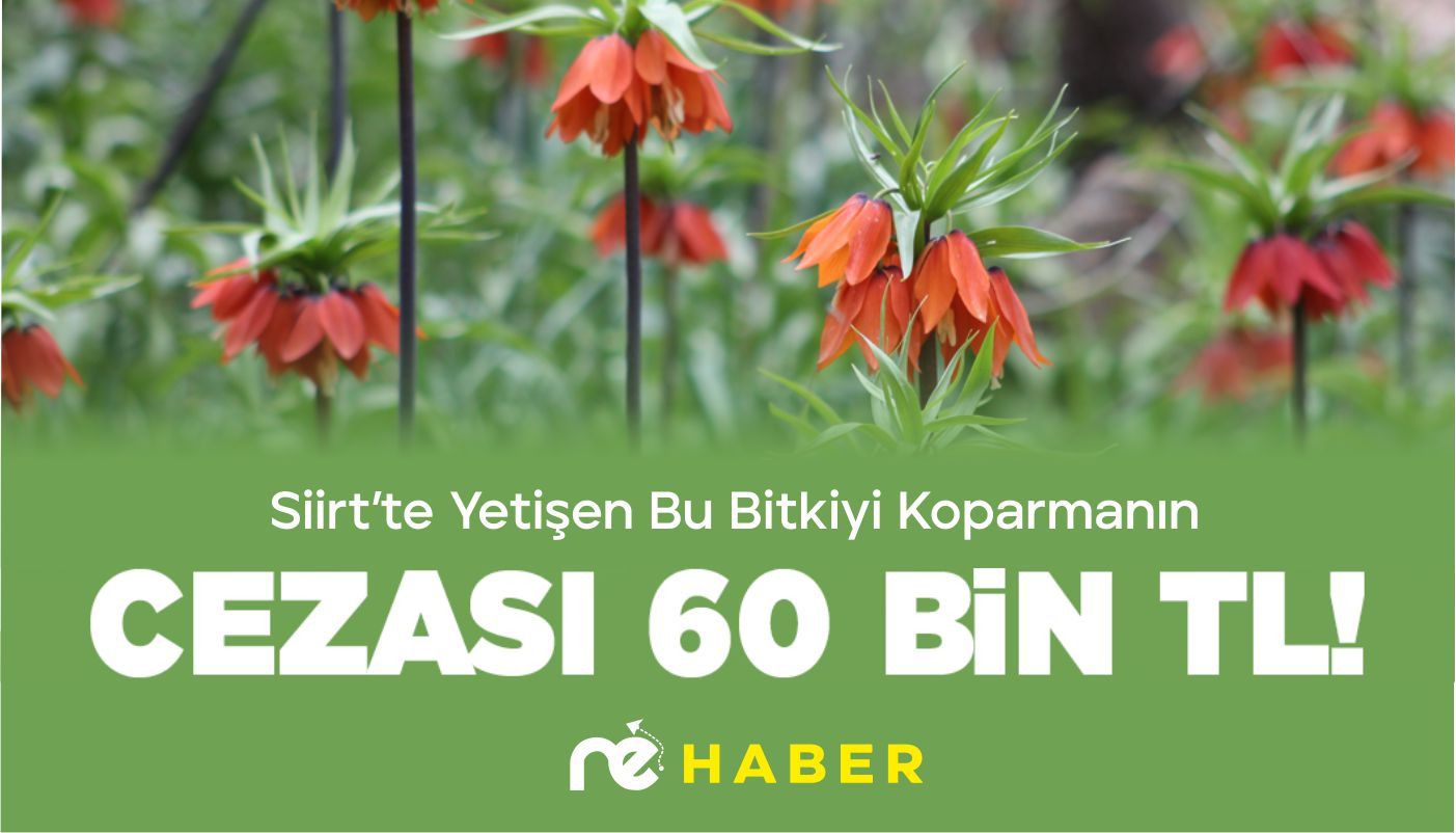 Haber Görseli