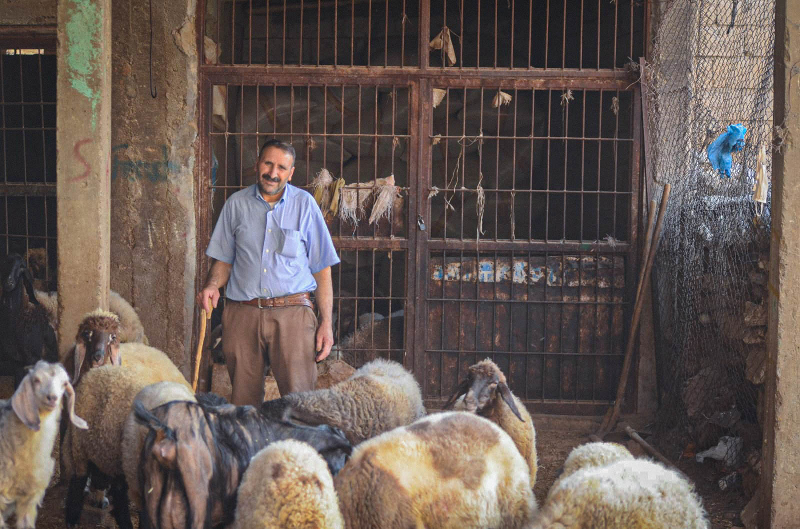 ŞEHİR MERKEZİNDE YAYLA HAYATI YAŞIYORLAR