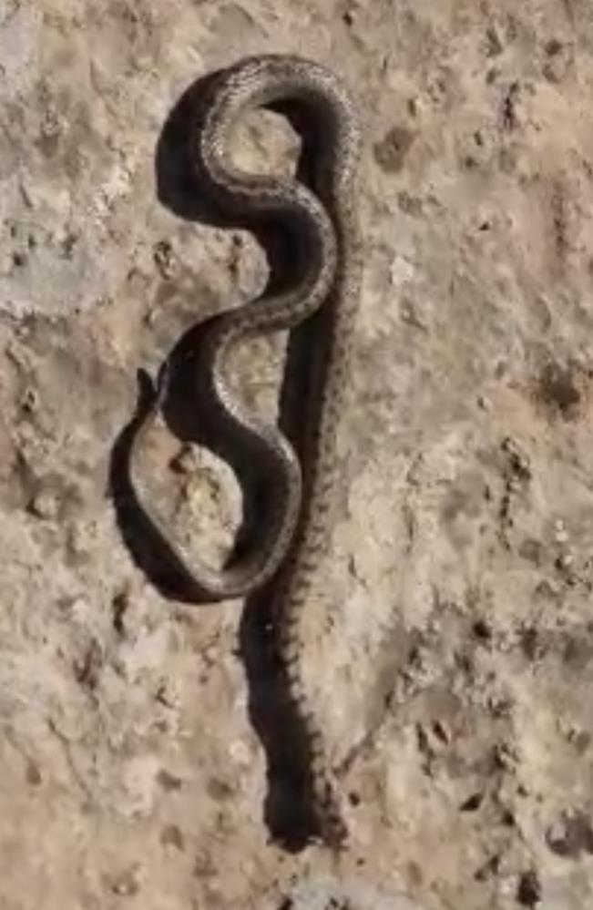 Siirt'te Kış Ayında 1 Metre Uzunluğunda Yılan Görüldü