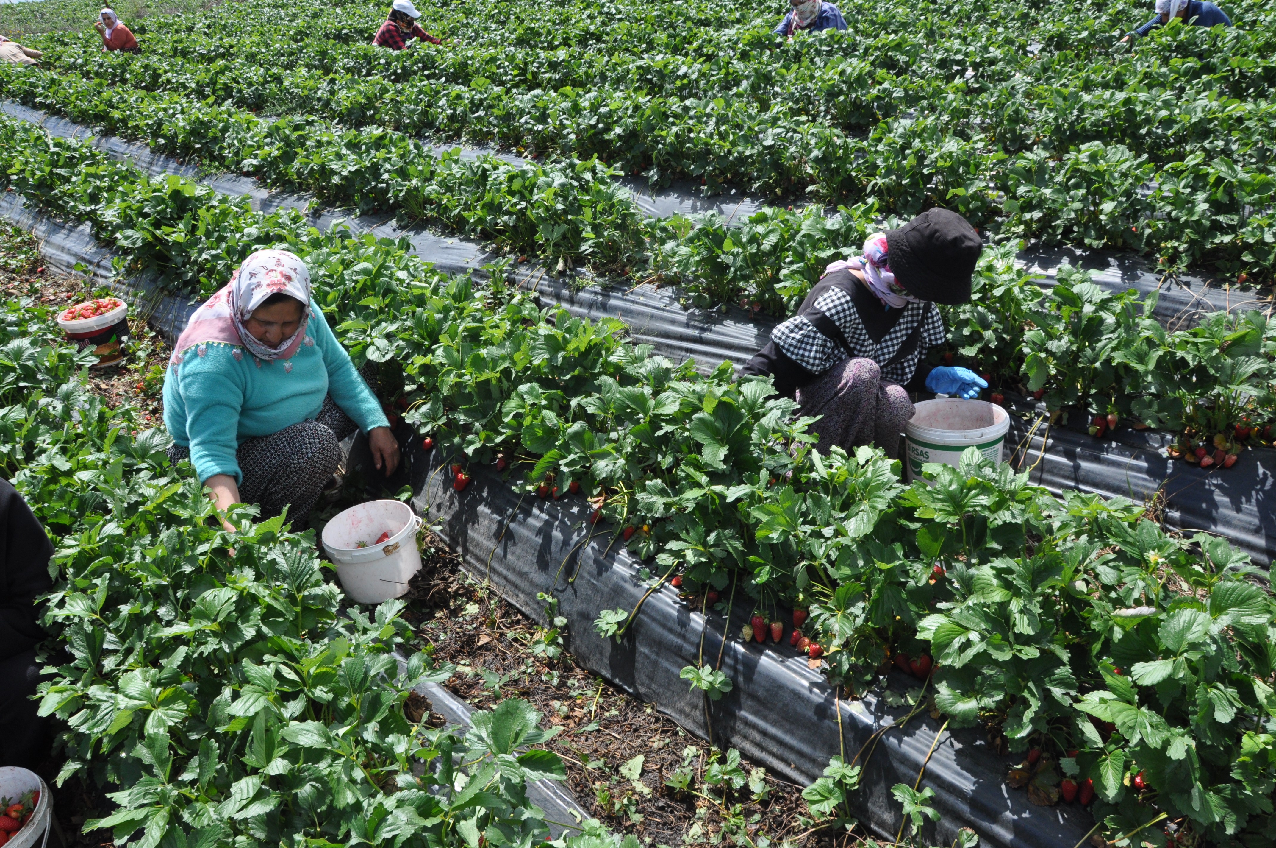 Sason Çileği İlçede Yaşayanlara İş Olanağı Sağlıyor 1 Sason Çileği İlçede Yaşayanlara İş Olanağı Sağlıyor