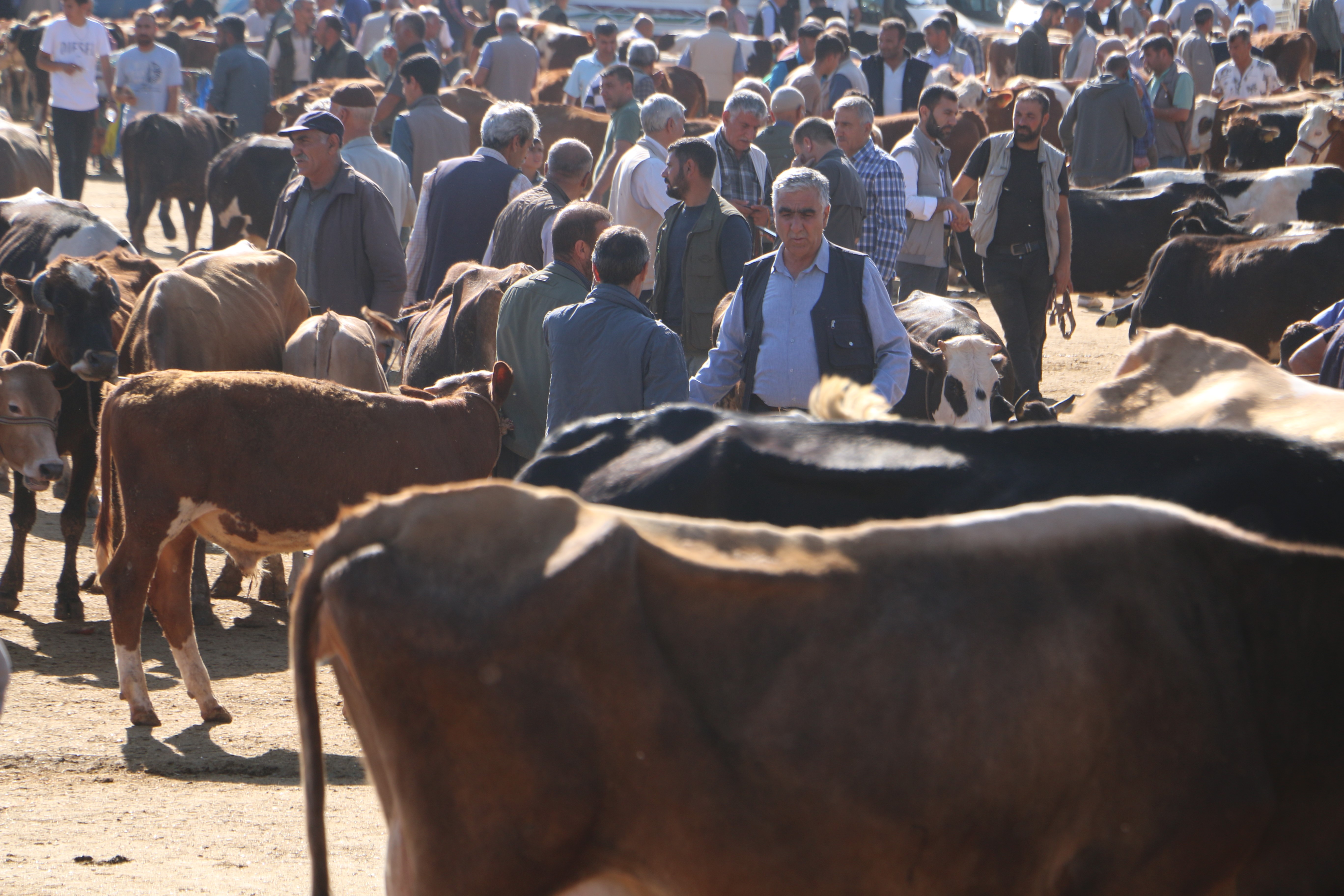 115 Bin Hayvan Kurbanlık İçin Satışa Hazır