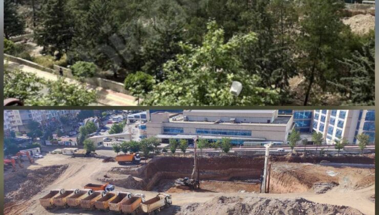 Siirt’te Ağaçlara Büyük Kıyım