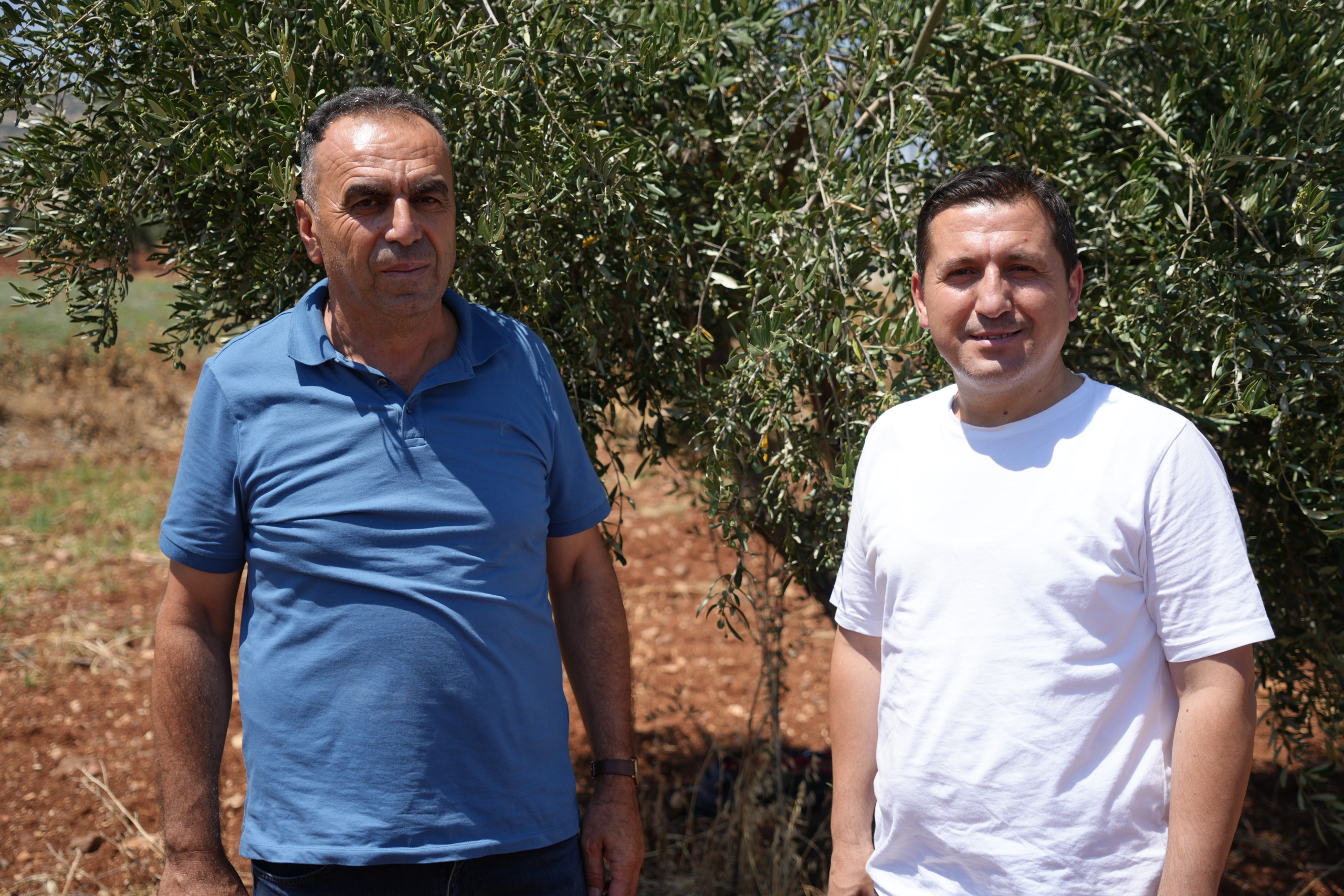 Zeytin’de Yüksek Rekolte Bekleniyor 2 Zeytin’de Yüksek Rekolte Bekleniyor