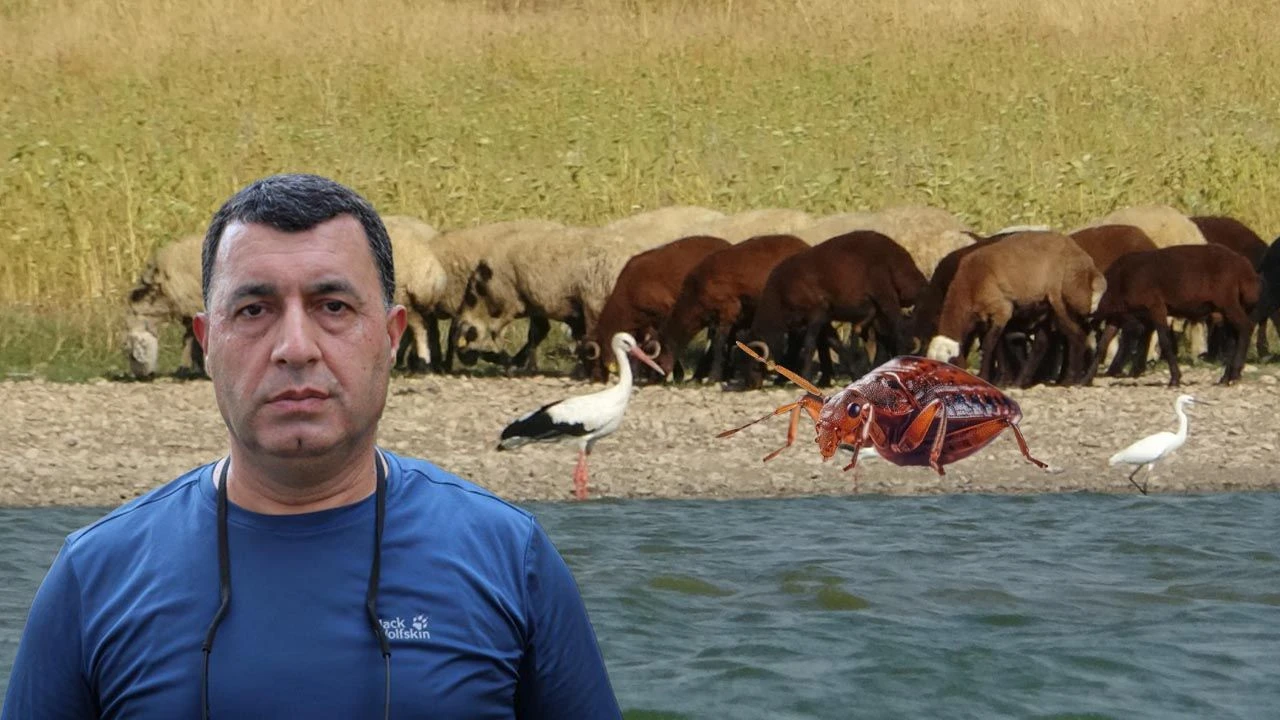 Bu Sıcaklar Hayvanların Bile Dengesini Bozdu