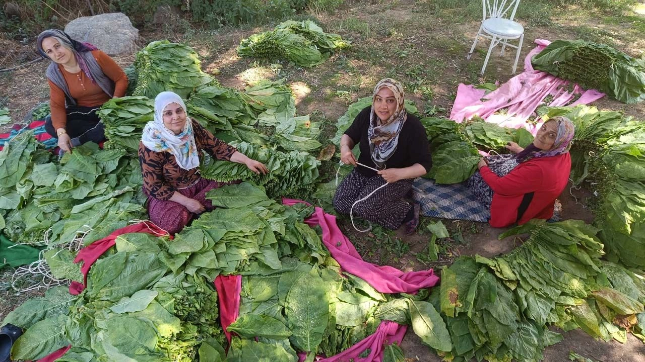 Kadınların Tütün Mesaisi Başladı