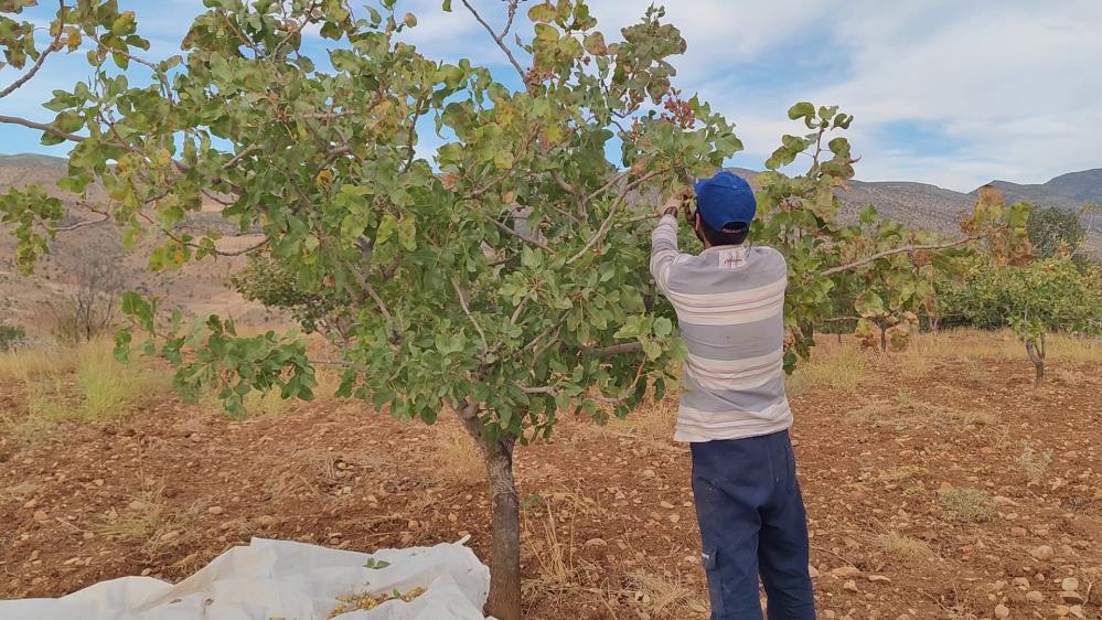 Siirt’te Fıstıklar Çiftçinin Yüzünü Güldürdü