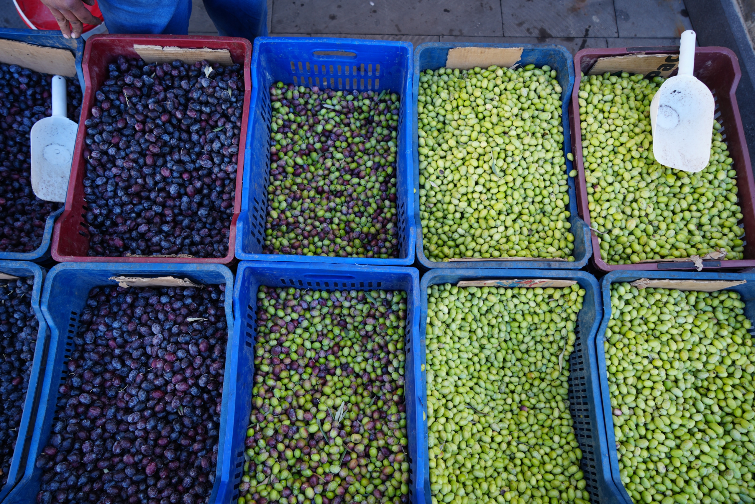Sofralık Zeytin Tezgahlarda 1 Sofralık Zeytin Tezgahlarda