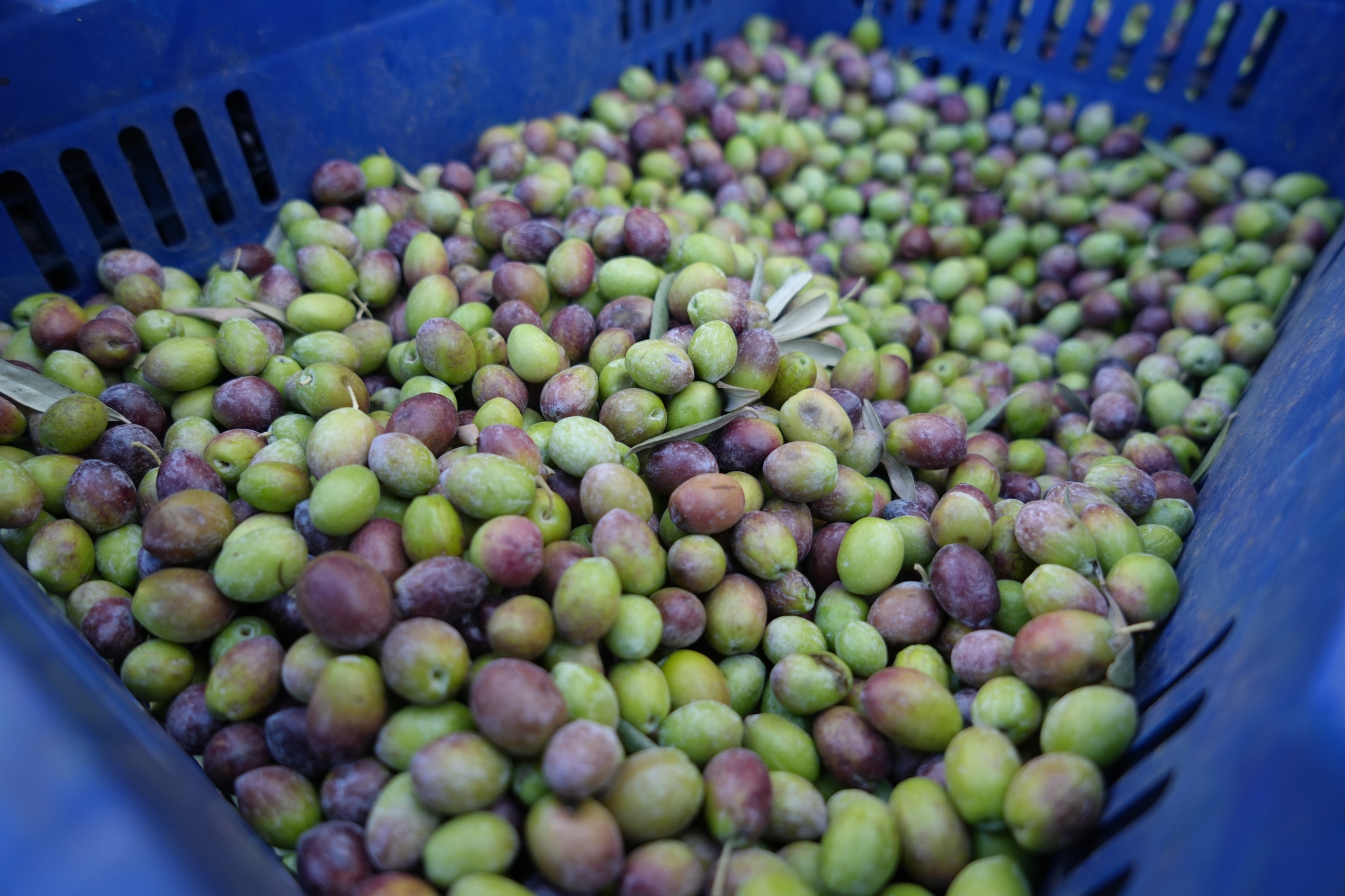Sofralık Zeytin Tezgahlarda 3 Sofralık Zeytin Tezgahlarda