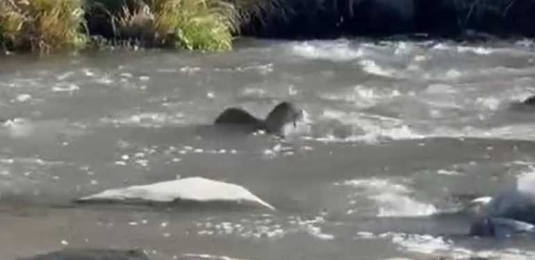 Şırnak’ta Nesli Tehlike Altında Olan Su Samuru Görüldü