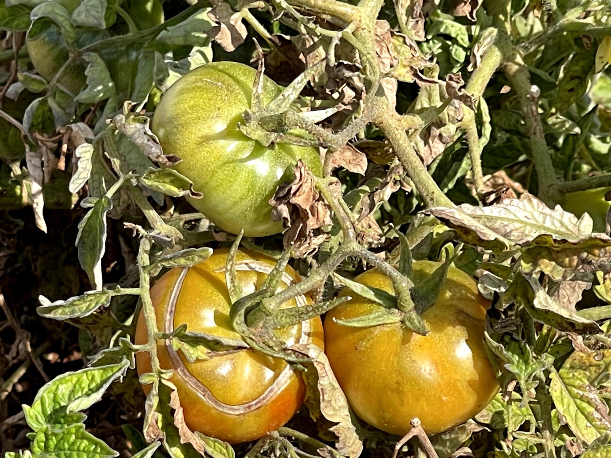 Bej Domates Koruma Altına Alınıyor 1 Bej Domates Koruma Altına Alınıyor