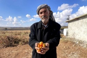 ŞANLIURFA'NIN KIRAÇ ARAZİLERİNDE YETİŞEN BEJ DOMATES KORUMA ALTINA ALINIYOR