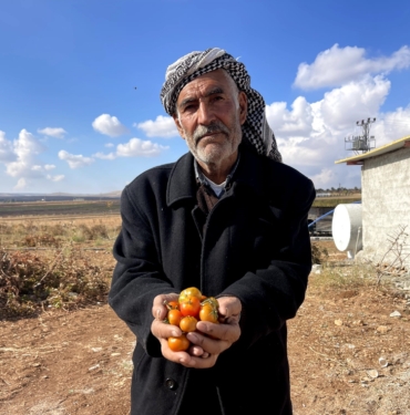 ŞANLIURFA'NIN KIRAÇ ARAZİLERİNDE YETİŞEN BEJ DOMATES KORUMA ALTINA ALINIYOR