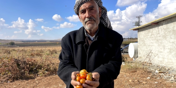 Bej Domates Koruma Altına Alınıyor