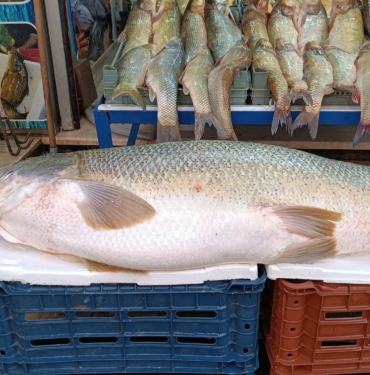 BOTAN ÇAYI'NDA AVLANAN DEV TURNA BALIĞI BATMAN'DA SERGİLENDİ BOTAN ÇAYI'NDA 45 KİLO AĞIRLIĞINDA 1 METRE 50 SANTİM BOYUNDA TURNA BALIĞI YAKALANDI
