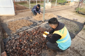 DOĞADA TOPLANAN KOZALAKLARDAN FİDAN ÜRETİLİYOR