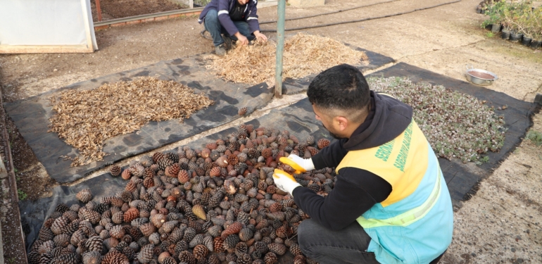 Doğada Toplanan Kozalaklardan Fidan Üretiliyor