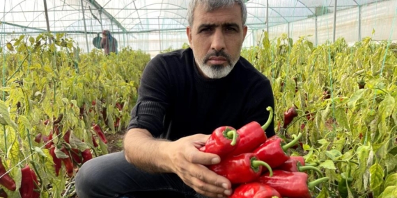 Şanlıurfa’da Seracılık ile Çiftçinin Yüzü Gülüyor