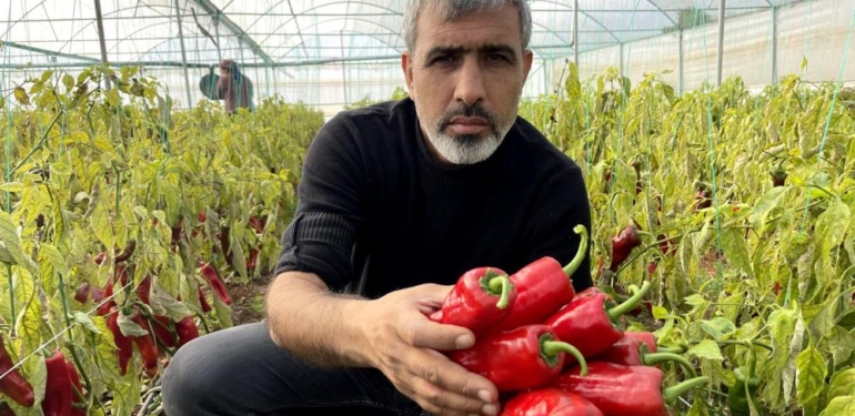 Şanlıurfa’da Seracılık ile Çiftçinin Yüzü Gülüyor