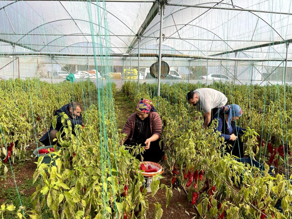 Şanlıurfa'da Seracılık ile Çiftçinin Yüzü Gülüyor