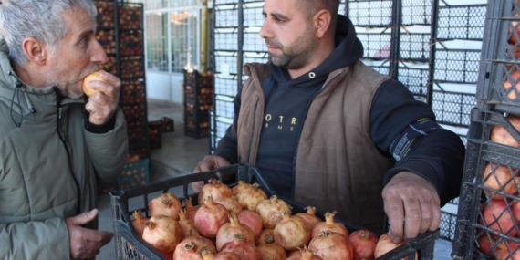 Kendine Has Lezzetiyle Bilinen “Zivzik” Narı Kilosu 30 Liradan Satılıyor