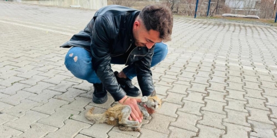 Şırnak’ta Can Çekişen Kedi Kalp Masajıyla Hayata Tutundu