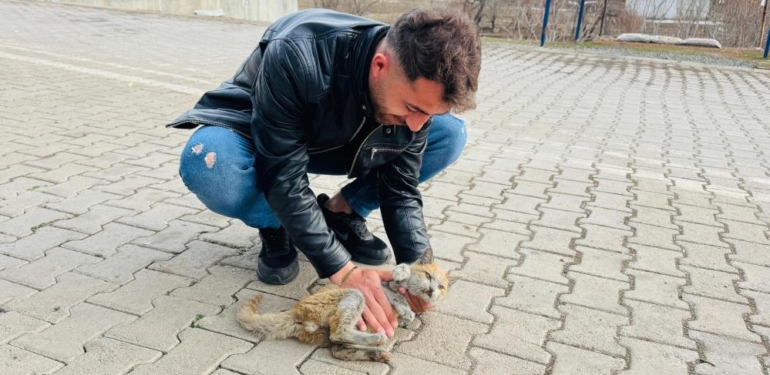 Şırnak’ta Can Çekişen Kedi Kalp Masajıyla Hayata Tutundu