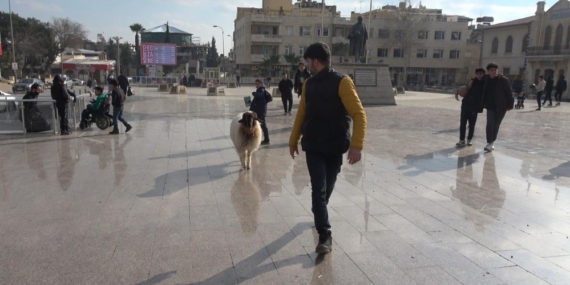Sokaklarda Koyunu İle Gezen Genç İlgi Odağı Oldu