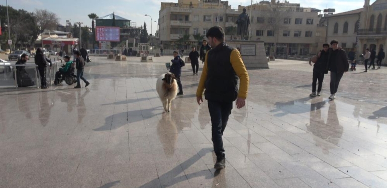 Sokaklarda Koyunu İle Gezen Genç İlgi Odağı Oldu