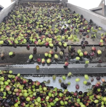 zeytinyagi-uretimi-aa-1968855