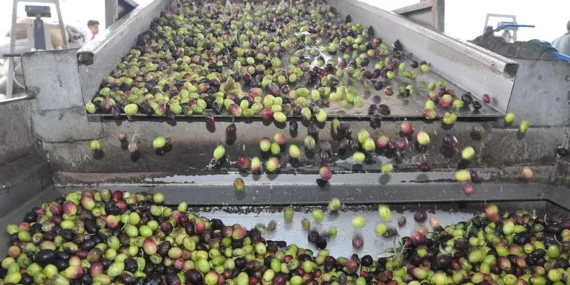 Güneydoğu’da Üretim Rekoru Kırıldı