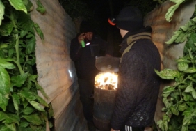 TÜRKİYE'NİN ÖRTÜ ALTI ÜRETİM MERKEZİ MERSİN'DE ZİRAİ DON NÖBETİ BAŞLADI