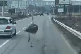 diyarbakir-deve-kusu2