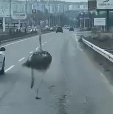 diyarbakir-deve-kusu2