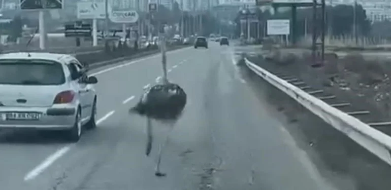 Diyarbakır’da Çiftlikten Kaçan Deve Kuşu Trafiği Birbirine Kattı
