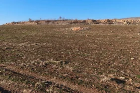 kurak-kis-guneydogudaki-ciftcileri-kara-kara-dusunduruyor2