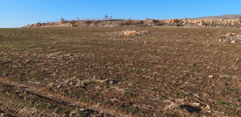 Kurak Kış, Güneydoğu’daki Çiftçileri Kara Kara Düşündürüyor!