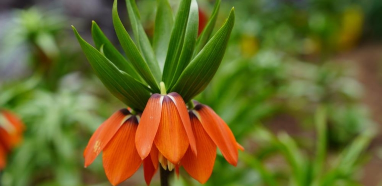 Ters Laleler Açtı: Koparana 244 Bin Lira Ceza