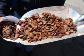 avrupadan-diyarbakira-gelip-bu-cekirdegi-aliyorlar-1