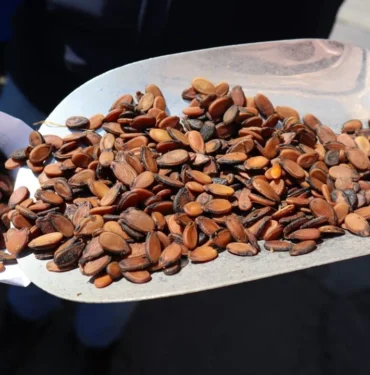 avrupadan-diyarbakira-gelip-bu-cekirdegi-aliyorlar-1