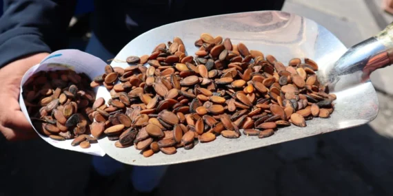 Avrupa’dan Diyarbakır’a Gelip Bu Çekirdeği Alıyorlar