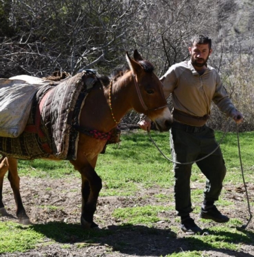 At Sırtında Tarlalara Gübre Taşıyorlar