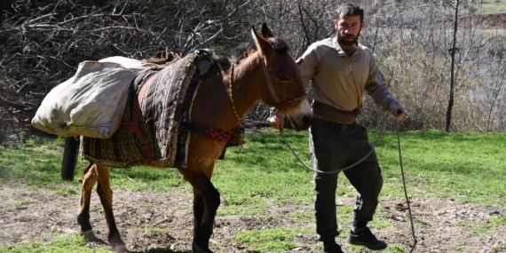 At Sırtında Tarlalara Gübre Taşıyorlar