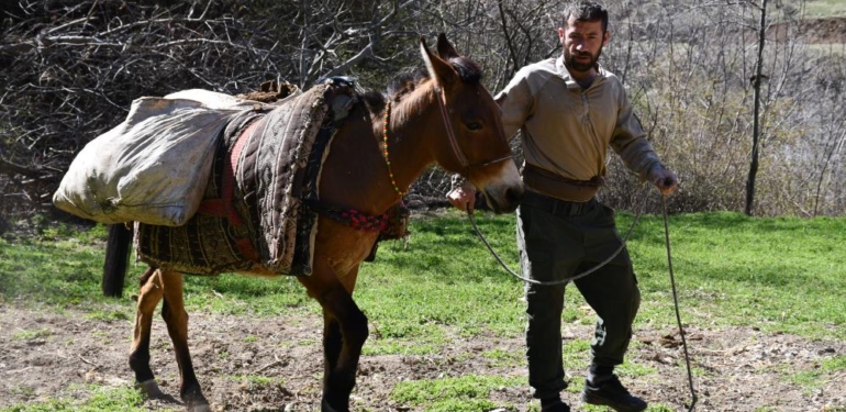 At Sırtında Tarlalara Gübre Taşıyorlar