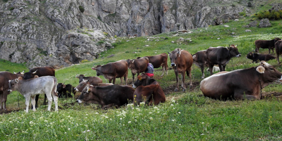 60 bin TL Maaşla Çoban Bulamayınca Çözümü Nöbetleşmekte Buldular