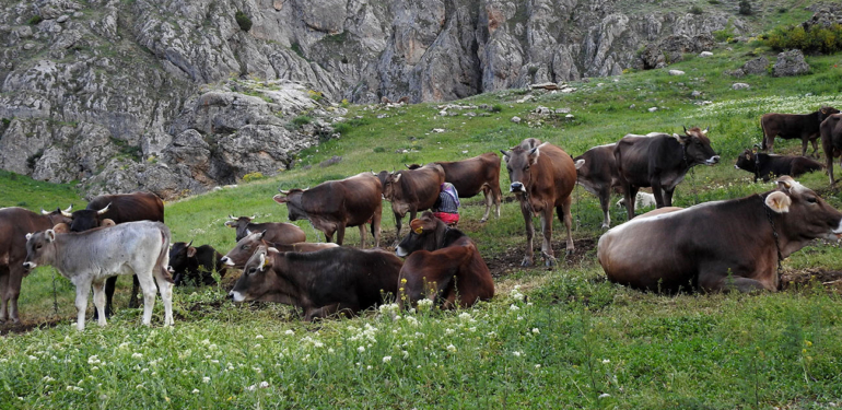 60 bin TL Maaşla Çoban Bulamayınca Çözümü Nöbetleşmekte Buldular