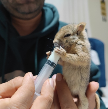 DOĞA GEZİSİNDE BULDUĞU YAVRU SİNCABI SAHİPLENDİ