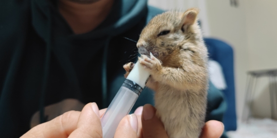 Doğada Bulduğu Sincabı Sahiplendi, Elleriyle Besliyor