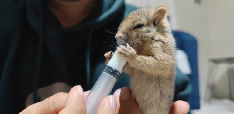 Doğada Bulduğu Sincabı Sahiplendi, Elleriyle Besliyor