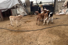 14 İnek Çalındı, Yavrular Biberonla Besleniyor