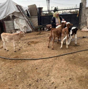 14 İnek Çalındı, Yavrular Biberonla Besleniyor